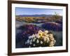 Flowers Growing on Dessert Landscape, Sonoran Desert, Anza Borrego Desert State Park, California-Adam Jones-Framed Photographic Print