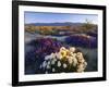 Flowers Growing on Dessert Landscape, Sonoran Desert, Anza Borrego Desert State Park, California-Adam Jones-Framed Photographic Print