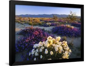 Flowers Growing on Dessert Landscape, Sonoran Desert, Anza Borrego Desert State Park, California-Adam Jones-Framed Photographic Print