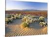 Flowers Growing on Dessert Landscape, Sonoran Desert, Anza Borrego Desert State Park, California-Adam Jones-Stretched Canvas