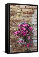 Flowers Hanging on Wall, Pienza, Tuscany, Italy-Terry Eggers-Framed Stretched Canvas