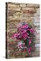 Flowers Hanging on Wall, Pienza, Tuscany, Italy-Terry Eggers-Stretched Canvas