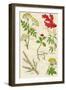 Flowers: Hemlock, Iceland Moss, Ipecacuanha, Indian Hemp, Juniper, Lovage, c1940-Unknown-Framed Giclee Print