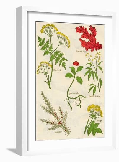 Flowers: Hemlock, Iceland Moss, Ipecacuanha, Indian Hemp, Juniper, Lovage, c1940-Unknown-Framed Giclee Print