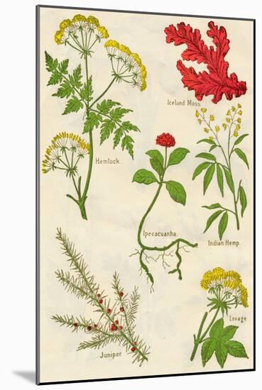 Flowers: Hemlock, Iceland Moss, Ipecacuanha, Indian Hemp, Juniper, Lovage, c1940-Unknown-Mounted Giclee Print