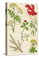 Flowers: Hemlock, Iceland Moss, Ipecacuanha, Indian Hemp, Juniper, Lovage, c1940-Unknown-Stretched Canvas