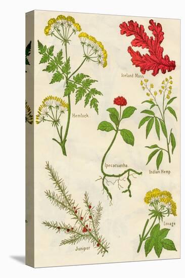 Flowers: Hemlock, Iceland Moss, Ipecacuanha, Indian Hemp, Juniper, Lovage, c1940-Unknown-Stretched Canvas