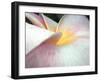 Flowers II-Jim Christensen-Framed Photographic Print