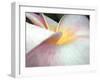 Flowers II-Jim Christensen-Framed Photographic Print