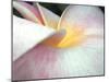 Flowers II-Jim Christensen-Mounted Photographic Print