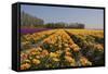 Flowers in a Field at Dawn-Jan Marijs-Framed Stretched Canvas