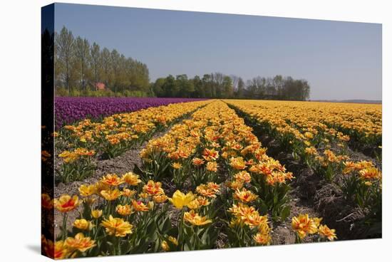 Flowers in a Field at Dawn-Jan Marijs-Stretched Canvas