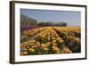 Flowers in a Field at Dawn-Jan Marijs-Framed Photographic Print