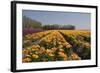 Flowers in a Field at Dawn-Jan Marijs-Framed Photographic Print