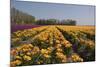 Flowers in a Field at Dawn-Jan Marijs-Mounted Photographic Print