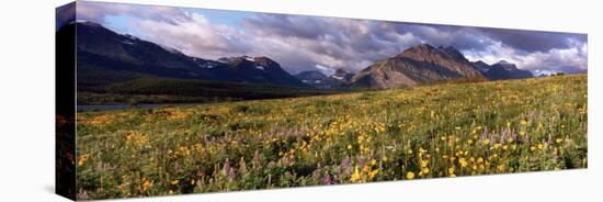 Flowers in a Field, Glacier National Park, Montana, USA-null-Stretched Canvas