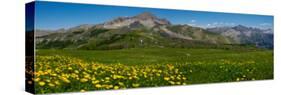 Flowers in a Field, Hinterland, French Riviera, Provence-Alpes-Cote D'Azur, France-null-Stretched Canvas