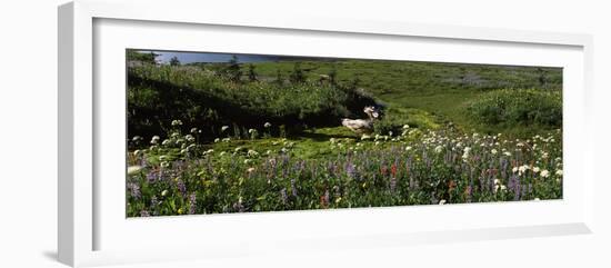 Flowers in a field, Mt Rainier National Park, Pierce County, Washington State, USA-null-Framed Photographic Print