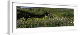 Flowers in a field, Mt Rainier National Park, Pierce County, Washington State, USA-null-Framed Photographic Print