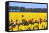 Flowers in a Field-Jan Marijs-Framed Stretched Canvas