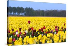 Flowers in a Field-Jan Marijs-Stretched Canvas