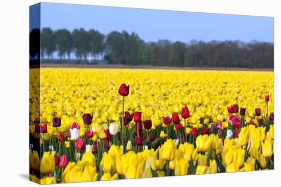 Flowers in a Field-Jan Marijs-Stretched Canvas