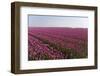 Flowers in a Field-Jan Marijs-Framed Photographic Print