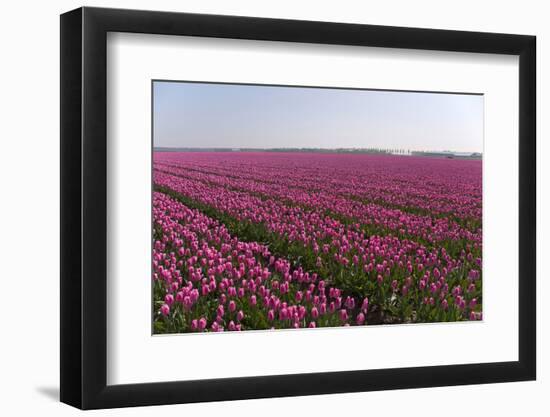 Flowers in a Field-Jan Marijs-Framed Photographic Print