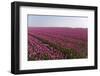 Flowers in a Field-Jan Marijs-Framed Photographic Print