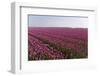 Flowers in a Field-Jan Marijs-Framed Photographic Print