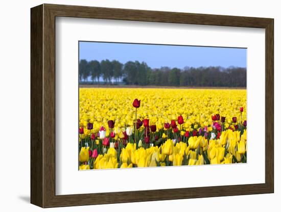 Flowers in a Field-Jan Marijs-Framed Photographic Print