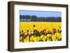 Flowers in a Field-Jan Marijs-Framed Photographic Print