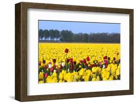 Flowers in a Field-Jan Marijs-Framed Photographic Print