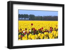 Flowers in a Field-Jan Marijs-Framed Photographic Print