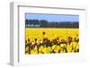 Flowers in a Field-Jan Marijs-Framed Photographic Print