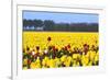 Flowers in a Field-Jan Marijs-Framed Photographic Print