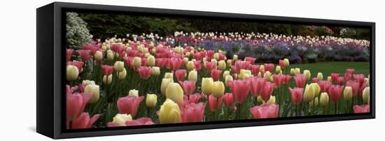 Flowers in a Garden, Butchart Gardens, Brentwood Bay, Vancouver Island, British Columbia, Canada-null-Framed Stretched Canvas