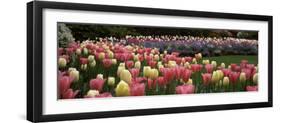 Flowers in a Garden, Butchart Gardens, Brentwood Bay, Vancouver Island, British Columbia, Canada-null-Framed Photographic Print