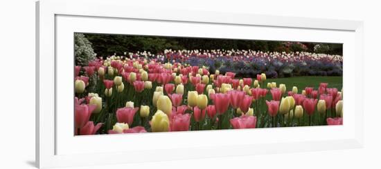 Flowers in a Garden, Butchart Gardens, Brentwood Bay, Vancouver Island, British Columbia, Canada-null-Framed Photographic Print