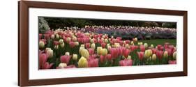 Flowers in a Garden, Butchart Gardens, Brentwood Bay, Vancouver Island, British Columbia, Canada-null-Framed Photographic Print