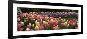 Flowers in a Garden, Butchart Gardens, Brentwood Bay, Vancouver Island, British Columbia, Canada-null-Framed Photographic Print