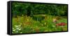 Flowers in a garden, Knowlton, Quebec, Canada-null-Framed Stretched Canvas