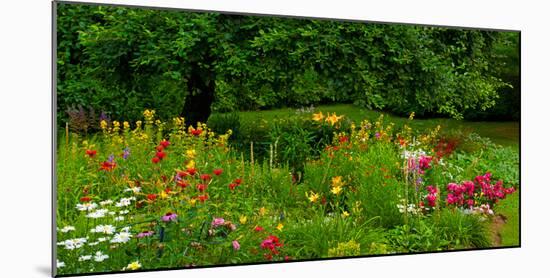 Flowers in a garden, Knowlton, Quebec, Canada-null-Mounted Photographic Print