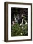 Flowers in a garden-Richard Bryant-Framed Photo