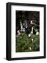 Flowers in a garden-Richard Bryant-Framed Photo