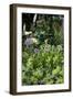 Flowers in a garden-Richard Bryant-Framed Photo