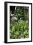 Flowers in a garden-Richard Bryant-Framed Photo