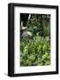 Flowers in a garden-Richard Bryant-Framed Photo