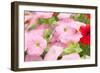 Flowers in a Glasshouse.-Reinhold Leitner-Framed Photographic Print