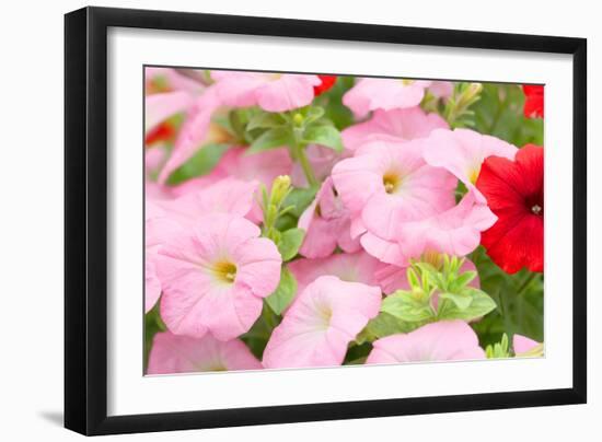 Flowers in a Glasshouse.-Reinhold Leitner-Framed Photographic Print